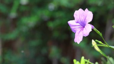 mor bir çiçek doğru uçan arı