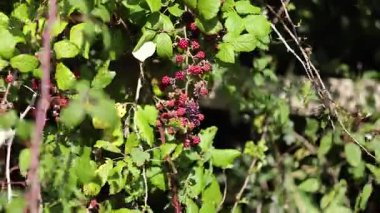 Olgun böğürtlenler yemyeşil sarmaşıklarda asılı