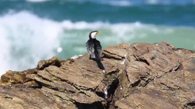 Bird observes the ocean from a rocky perch
