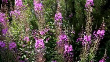 Pink flowers in a lush green garden