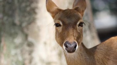 Antelope gazing calmly in natural habitat