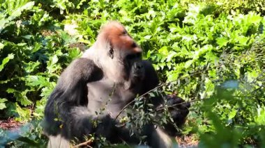 Two gorillas interacting in a lush environment