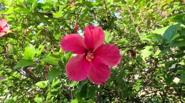 Vibrant hibiscus flowers swaying gently in breeze