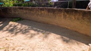 Tortoise explores enclosure at Chonburi zoo
