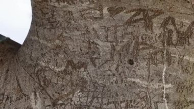 Detailed view of tree bark with carvings, highlighting texture and natural patterns in a serene outdoor environment