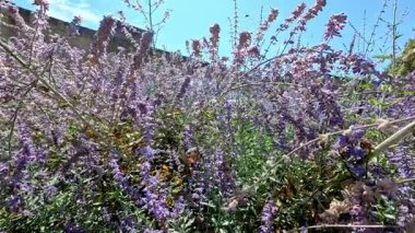 Bee hummingbird exploring vibrant lavender bush