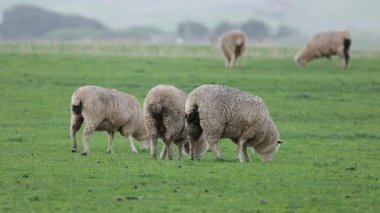 Yeşillik bir tarlada ot yiyen koyunlar