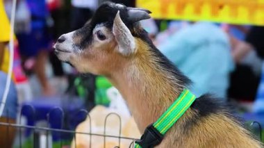A young goat with a green collar stands in a vibrant Bangkok market, surrounded by bustling activity and colorful backgrounds