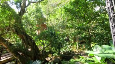 Dense greenery in a serene forest setting