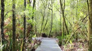 Wooden path through lush, green rainforest