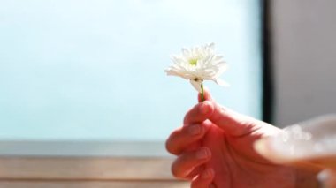 A hand gently holds a chrysanthemum flower