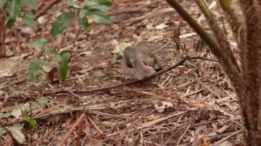 Melbourne 'da orman zemininde güvercin arıyor.
