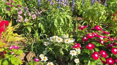 Renkli çiçekler yemyeşil bir bahçede açar.