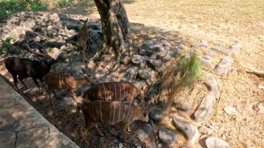 Nyalas, Chonburi hayvanat bahçesindeki bir ağacın altında besleniyor.