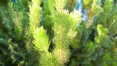 Yeşillik lodgepole çam dallarının güneş ışığında detaylı görüntüsü