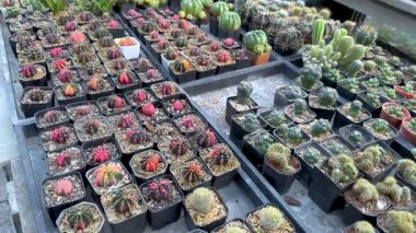 Sera ortamında çeşitli kaktüsler