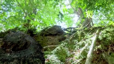 Canlı yeşillik ve şelalenin yanındaki kayalar.