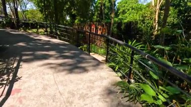 Chonburi 'deki Capybara' ya giden yol.