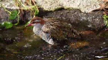 Lewin 'in Demiryolu Kuşu sığ suda banyo yapıyor.