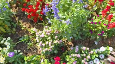 Renkli çiçekler yemyeşil bir bahçede açar.