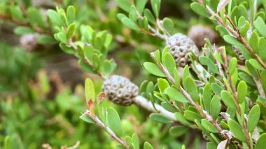Bahçedeki Melaleuca nesophila bitkisinin yakın çekimi