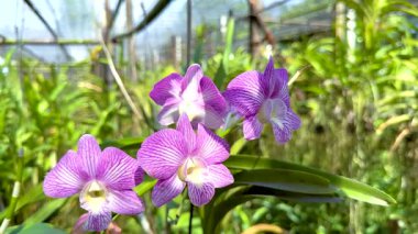 Çiçek açan orkideler yemyeşil bir serada