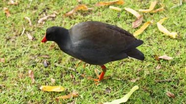 Esmer bir bozkır tavuğu otların üzerinde yürüyor ve yiyecek arıyor.