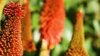 Canlı kırmızı poker çiçeklerine yakın çekim