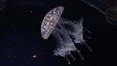 Karanlık sularda zarif bir şekilde yüzen denizanası.