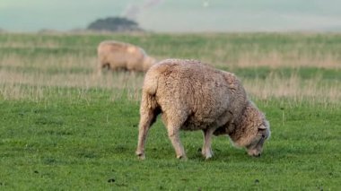 Koyunlar yeşil bir alanda huzur içinde otluyor.