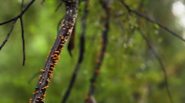 Yağmur ormanı ağaç dalında mantar büyümesi gözlemlendi