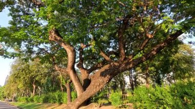 Bir ağacın yapraklarının zamanla değişmesi
