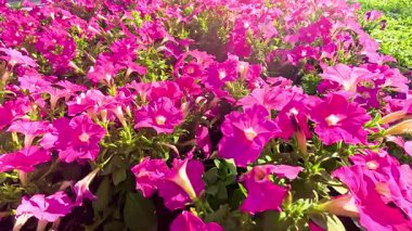 Bereketli bir bahçede, parlak pembe çiçekler.