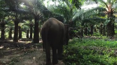Yalnız bir fil sakince palmiye ağaçlarının arasında yürür..