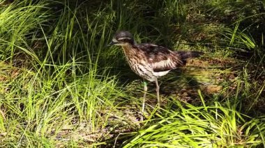 Bush Taş-Curlew Çimenli alanda yürüyor