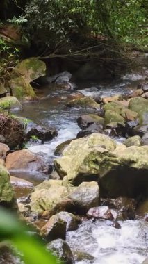 Bereketli yeşillik ve benekli güneş ışığıyla çevrili, yosun kaplı kayaların üzerinden sakin bir orman akıntısı akar.