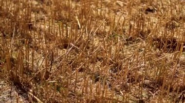 Altın otlarla dolu sakin bir tarla