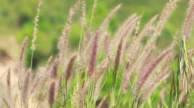 Uzun sazlıklar rüzgarda sallanıyor yemyeşil bir zemin üzerinde, doğal ışıkla çekiliyor.