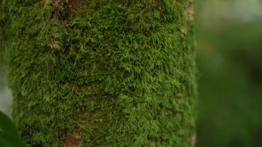 Ağaç gövdesine yosun yakın plan