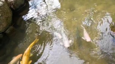 Değişik mevsimlerden geçen dingin bir koi göleti.