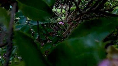 Yeşil yapraklı pembe çiçeğin yakın çekimi