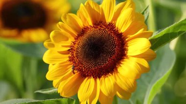 Arılar canlı bir parkta ayçiçeği tozluyor.