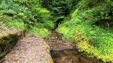 Küçük çağlayan bir şelaleyi çevreleyen yemyeşil