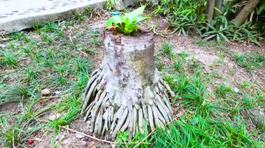 Bir ağaç kütüğünden yeni bir büyüme ortaya çıkar