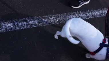 Yürürken tasmalı köpek okşanıyor