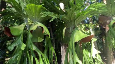 Bereketli bir ortamda tek boynuzlu eğreltiotuna yakın çekim