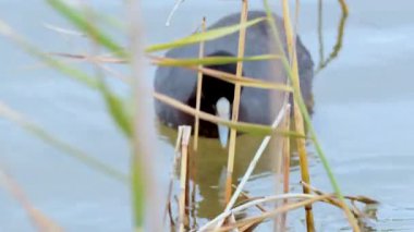 Bir ördek sazlıklar arasında dolaşır, doğal ışıklandırmayla sakin bir su ortamında yiyecek arar.