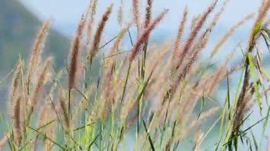 Sazlıklar rüzgarda yavaşça sallanırlar dağlık bir zemine karşı. Doğal ışıklandırma dingin ve esintili atmosferi güçlendirir.