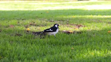 Melbourne 'da çimenlerde yürüyen bir kuş