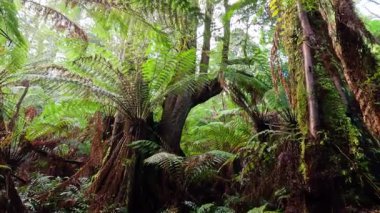 Eğreltiotu ve yosunlu ağaçlarla dolu yemyeşil yağmur ormanları